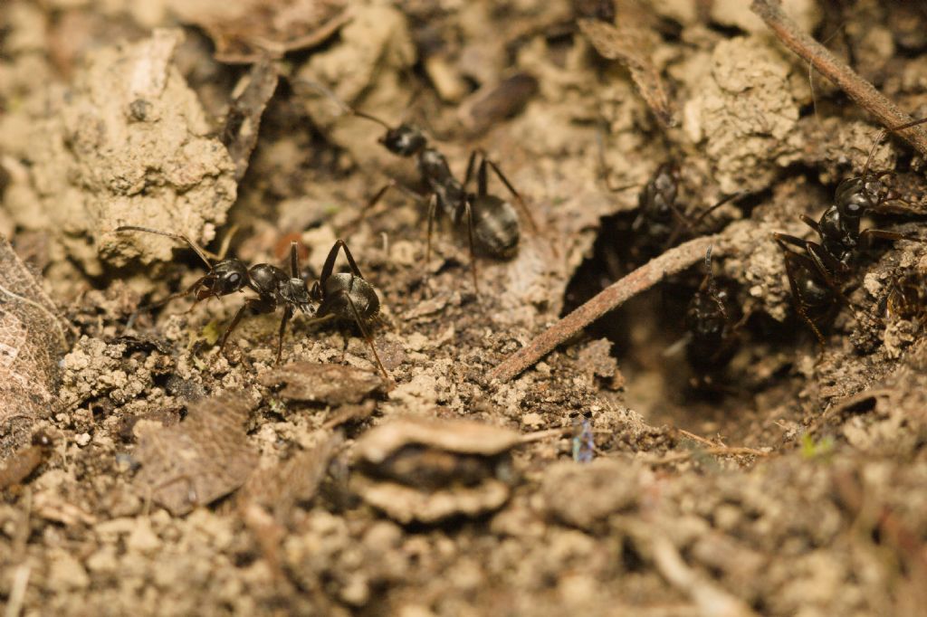 Formica sp.  (F. cunicularia o F. cinerea)